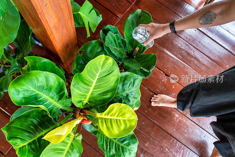 女人忙着给室内植物浇水