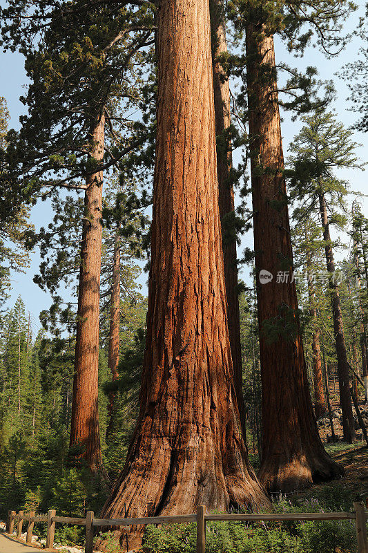 优山美地的巨型红杉
