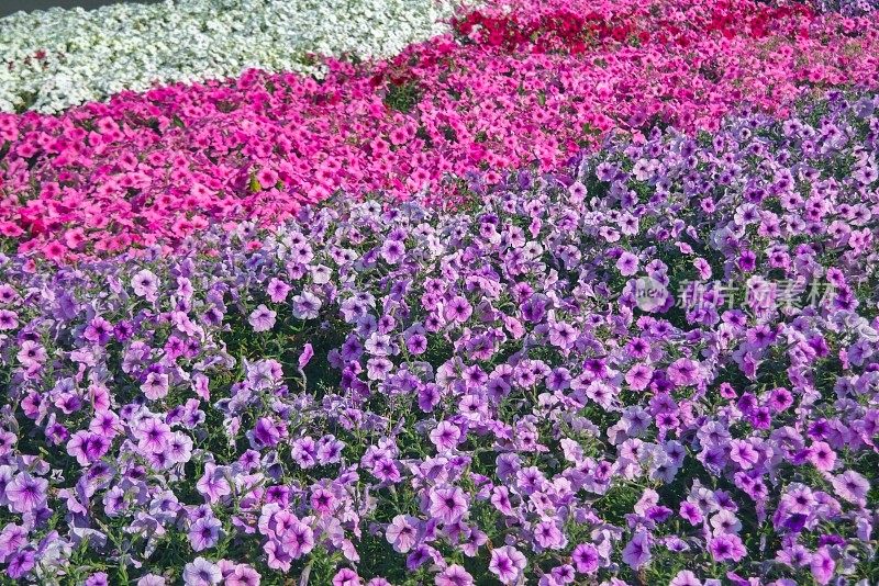 开淡紫色花的矮牵牛花。特写镜头佩妮鲜花。红色的矮牵牛花在花园里开着。