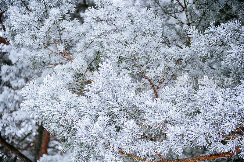 冬天的场景-冻松的树枝上覆盖着一层雪。森林里的冬天
