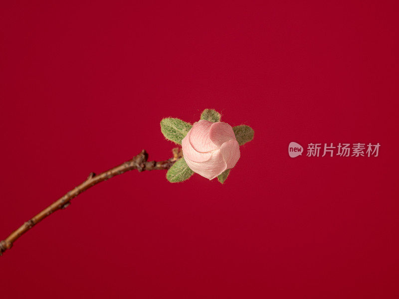 在红色背景的照片中盛开的榅桲花。