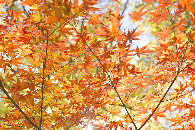 秋色美丽的树叶，Tamagawajosui，日本东京(2021年11月)