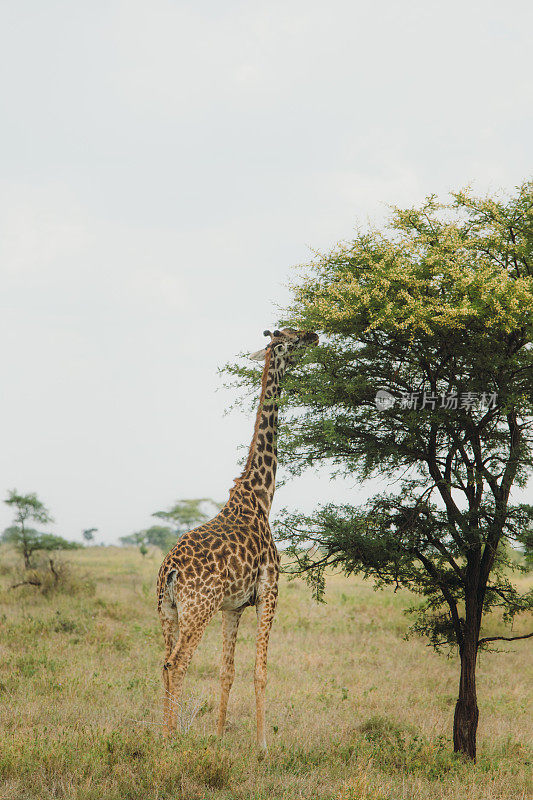 一只长颈鹿在坦桑尼亚的塞伦盖蒂国家公园用餐