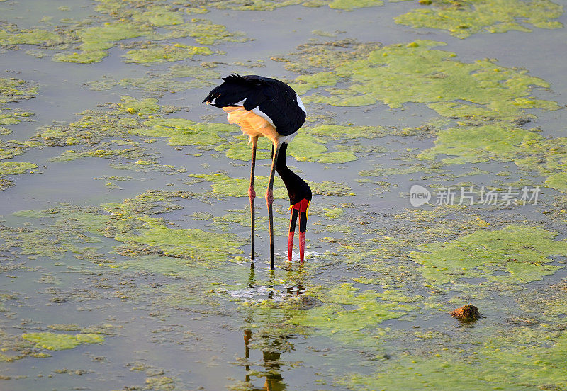 Saddlebill鹳