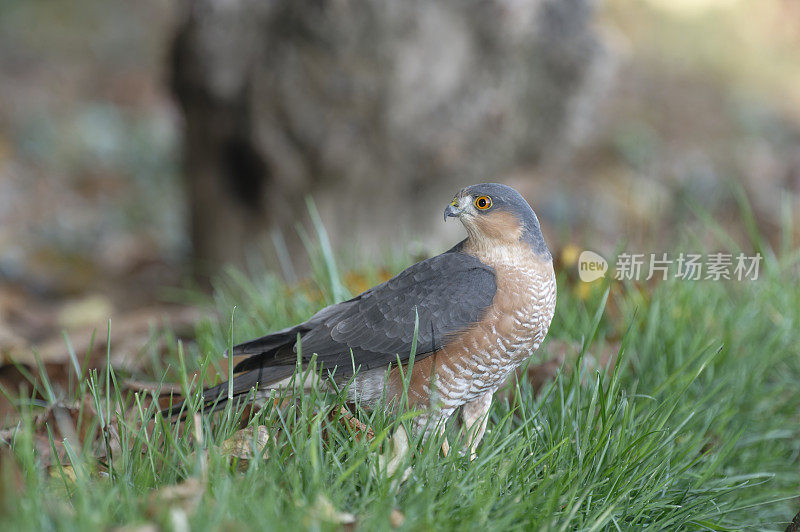 雄性雀鹰(鹰属)