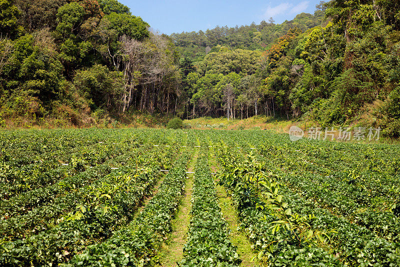 在清迈省森林和山区的草莓田