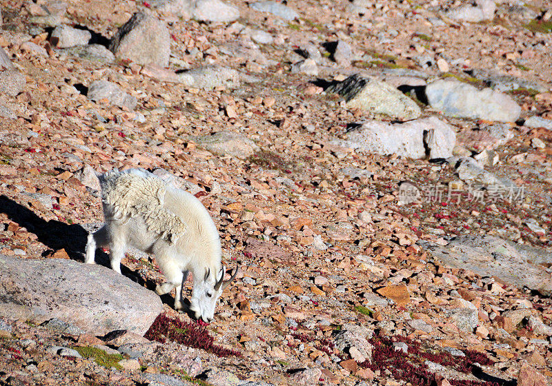 美国科罗拉多州埃文斯山，山羊在石头中觅食