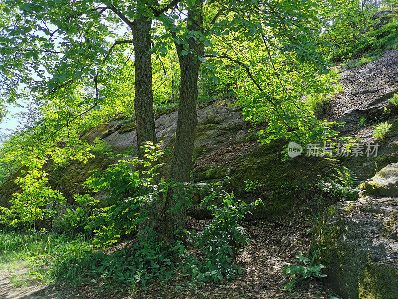 维堡市Monrepos的岩石自然公园里，一个长着树木的圆石栅栏。