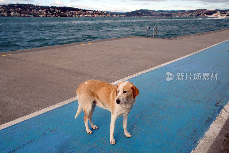 海边的流浪狗