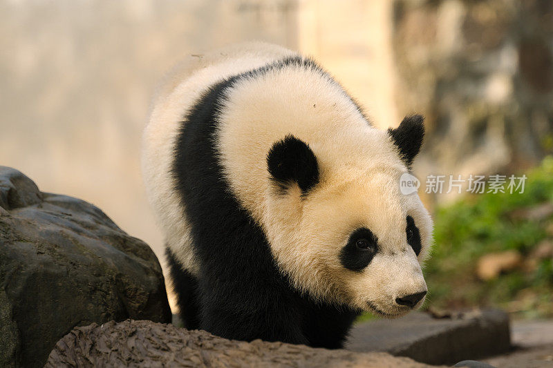 成都大熊猫在阳光下行走