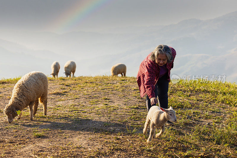 老女人在山上的田野里放羊