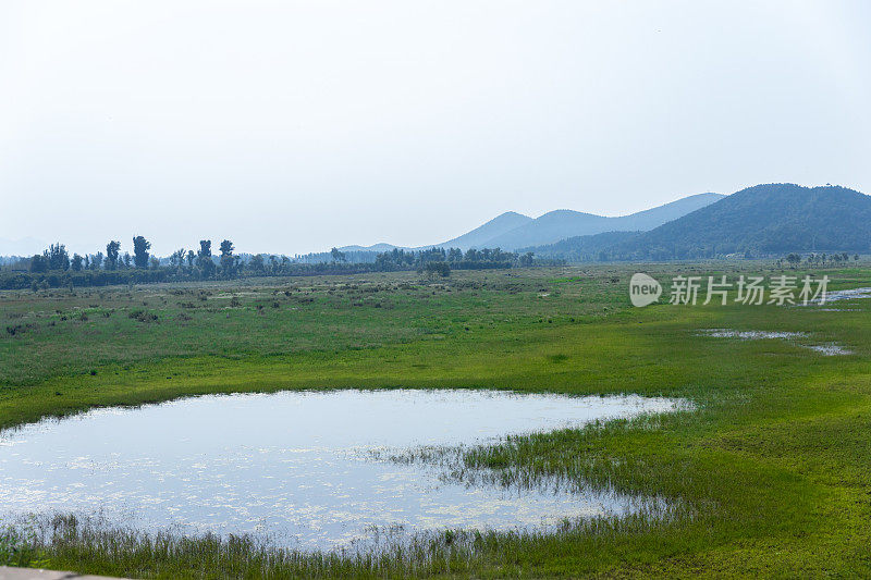 自然背景。绿叶植物和远山。旅游、度假。