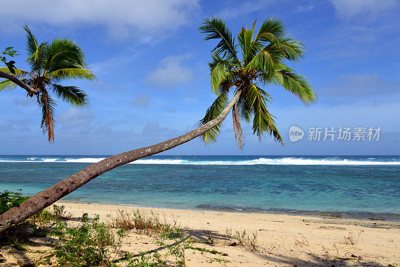 汤加汤加塔布岛，Ha'atafu海滩上的椰子树