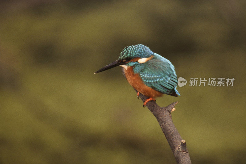 翠鸟栖息在树枝上的特写镜头