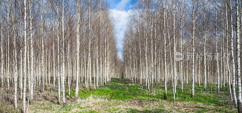 春、秋山水有白桦林。春季乡村桦树人工林。