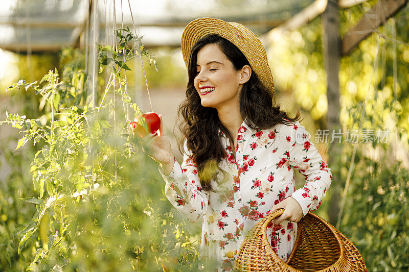 年轻微笑的女人拿着篮子，从花园里收获新鲜的西红柿