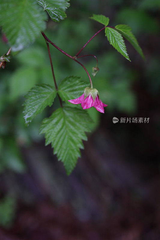 不列颠哥伦比亚省西南部的沙门氏菌花