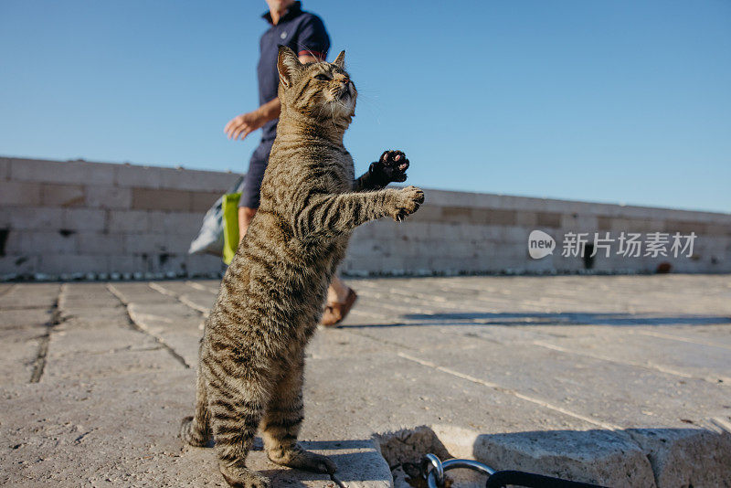 米色皮毛的猫，伸出爪子试图在港口抓鸟，背景中走过的男人