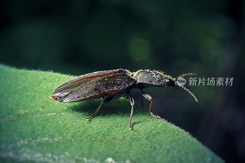 痔疮疮甲虫昆虫