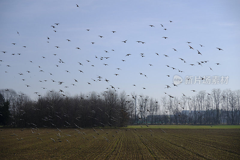 一群鸽子飞过一片耕地
