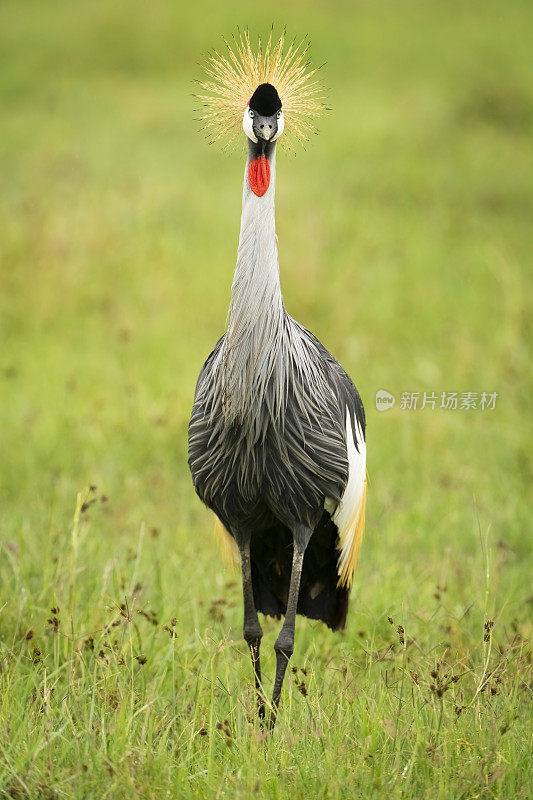 Grey-Crowned起重机肖像