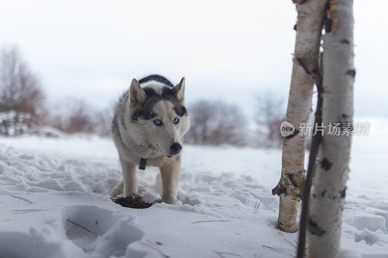 雪中的西伯利亚哈士奇的肖像