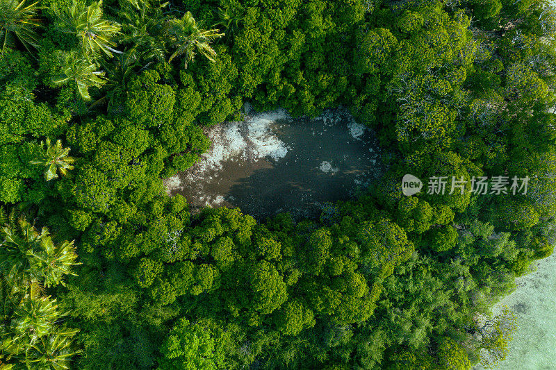 热带岛屿上棕榈树的鸟瞰图