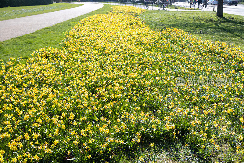 水仙花的春天在海德公园在威斯敏斯特市，伦敦