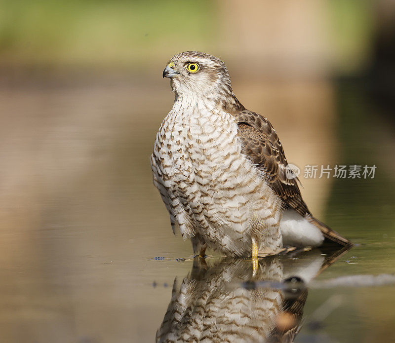 雀鹰(雀鹰)幼年雌性正在沐浴