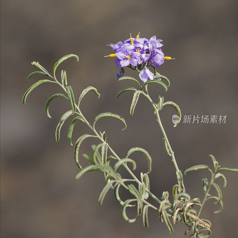 智利茄属植物或智利马铃薯藤的花