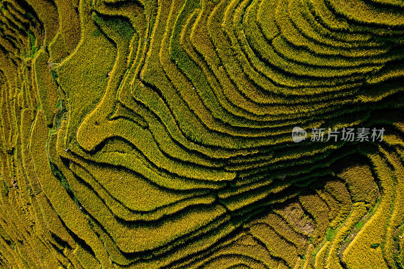 中国贵州省的水稻丰收。