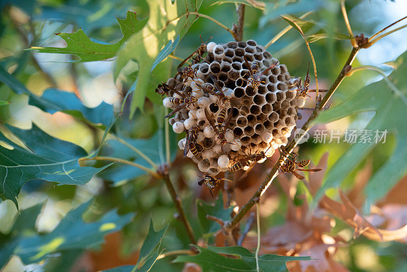 大黄蜂的巢