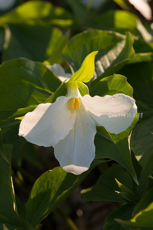 一种叫Trillium的安大略省花，五月初在安大略省南部的自然栖息地