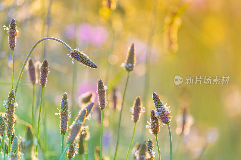 车前花在开花微距拍摄