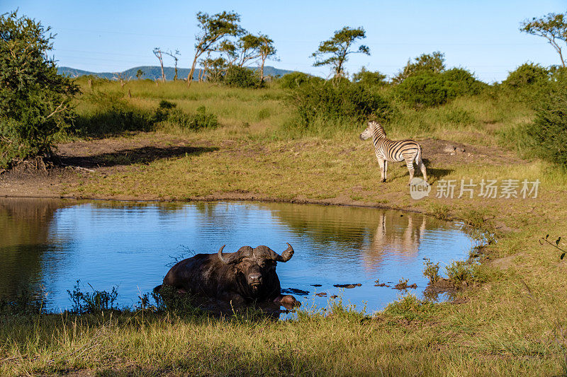 在南非夸祖鲁-纳塔尔省，日落时分的斑马和非洲水牛