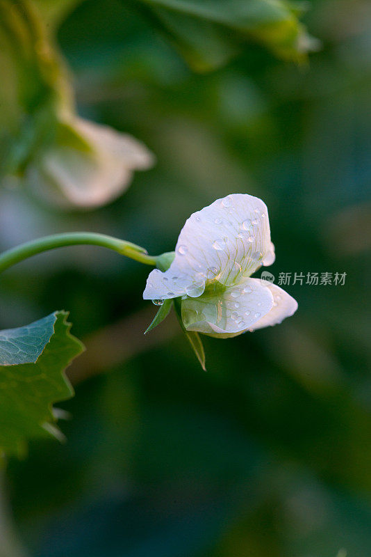 加拿大的菜园-白糖豆荚豌豆花的特写，品种糖爸爸