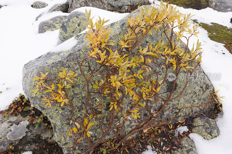 在约顿海门国家公园，雪和秋色的植物在岩石上