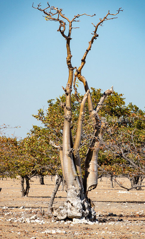 位于纳米比亚库内内地区埃托沙国家公园的童话森林中的辣木