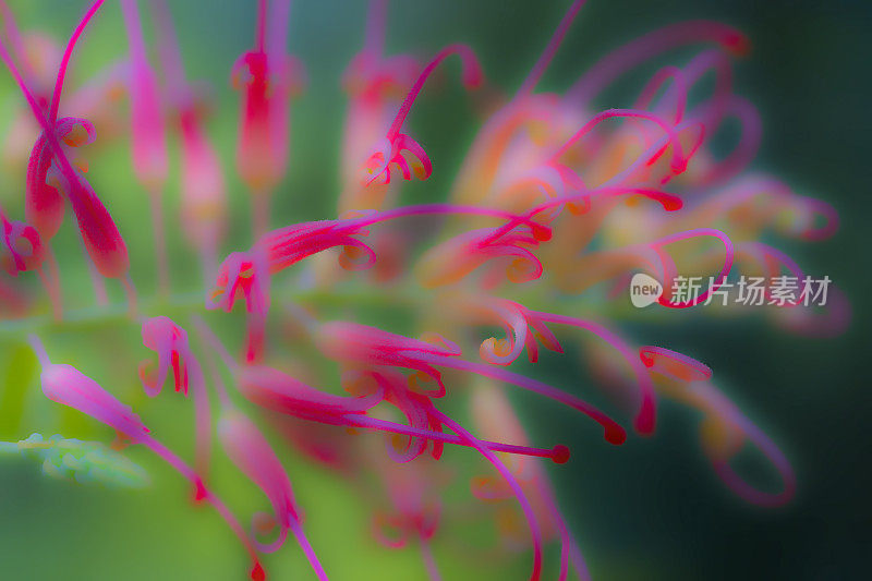 瓶刷花