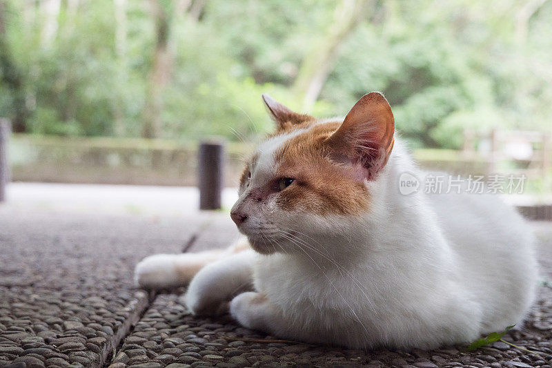 一只脸上有伤疤的流浪猫的图像