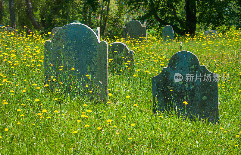 墓地野花