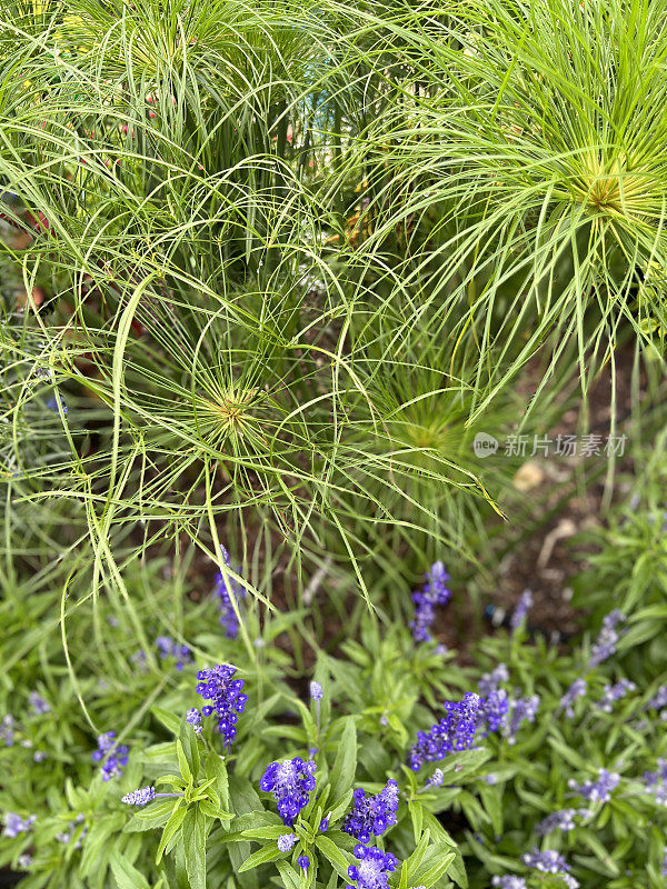 纸芦苇莎草与园林鼠尾草