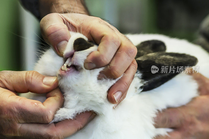 一位医生正在动物诊所检查一只兔子的健康状况。