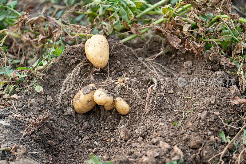 马铃薯植株在田间的特写照片。