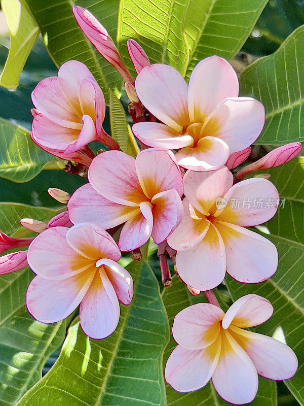 鸡蛋花树开花树