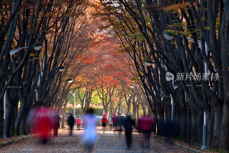 枫树隧道的早晨