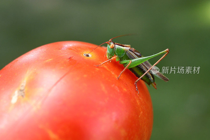 蚱蜢在西红柿上