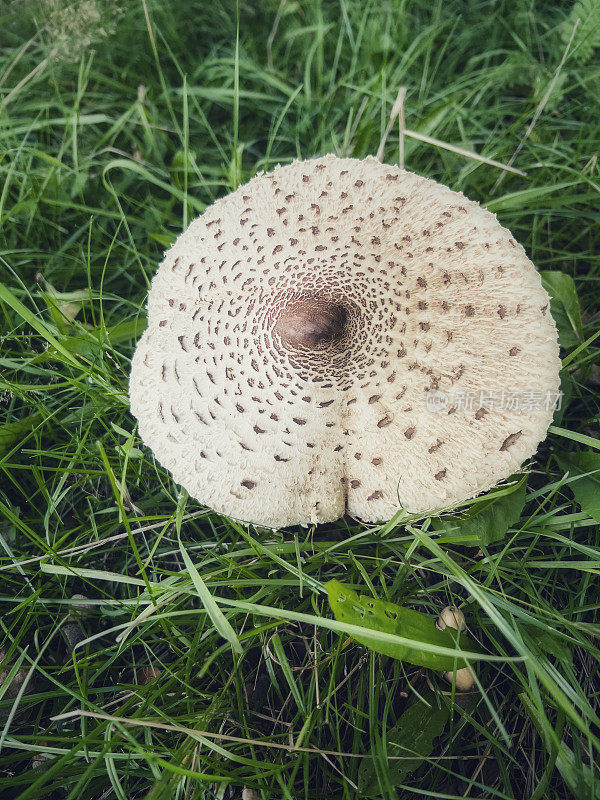草中有白色斑点的蘑菇