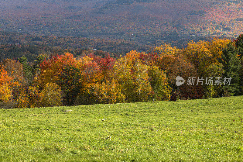 色彩斑斓的秋天树木与山为背景