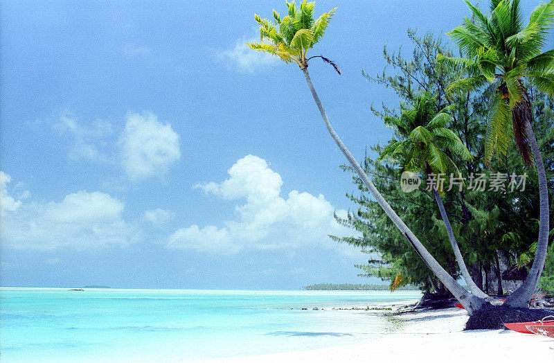 海洋上的棕榈树